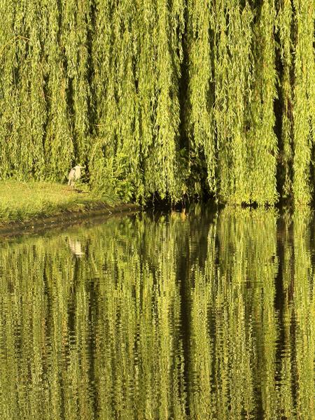 A Grey Heron stands gracefully on the grassy bank beside a tranquil canal, partially hidden by the lush, cascading leaves of a weeping willow tree